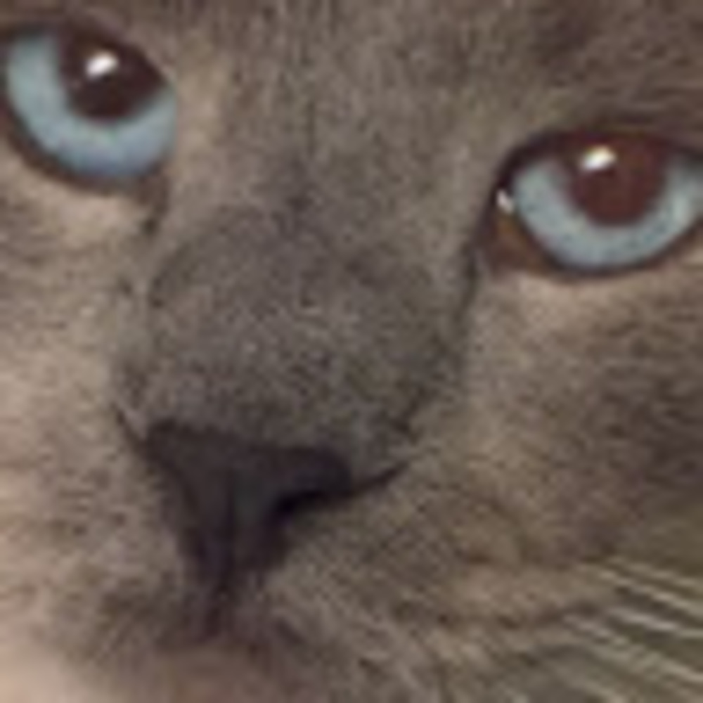 Meet your Posher, Laura